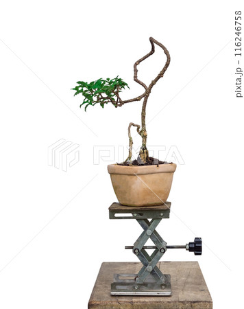 Free orm Dwarf cherry bonsai on white background 116246758
