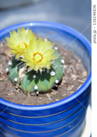 cactus in the flower pot or Astrophytum with flower or cactus flower, Astrophytum cactus with flower 116246836