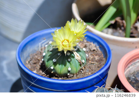 cactus in the flower pot or Astrophytum with flower or cactus flower, Astrophytum cactus with flower 116246839
