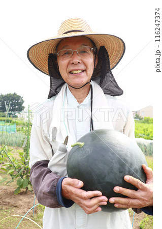 スイカを収穫 シニア男性 スイカを収穫 シニア男性 116247374