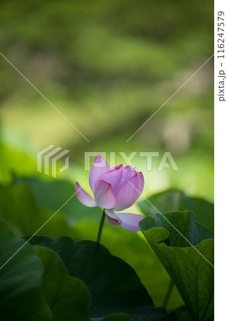 花 116247579