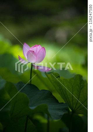 花 116247580