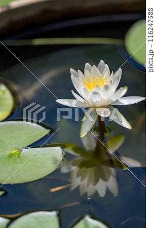 花 116247588