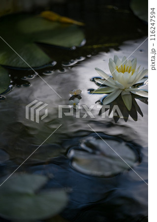 花 116247594