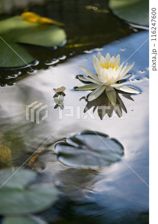 花 116247600