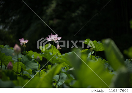 花 花 116247603