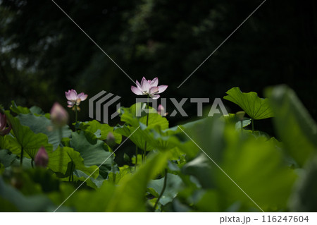 花 花 116247604