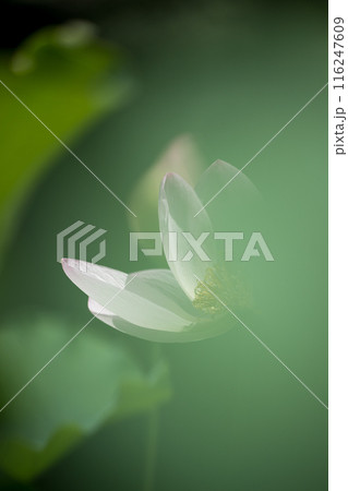 花 花 116247609