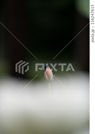 花 116247615