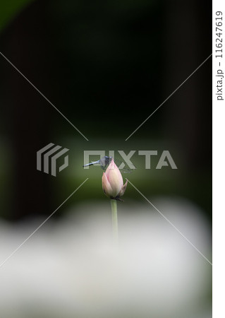 花 花 116247619