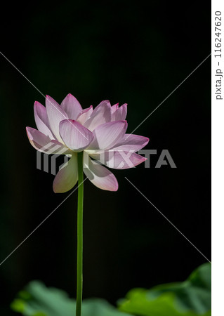 花 116247620