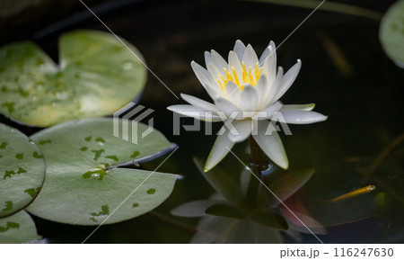 花 花 116247630