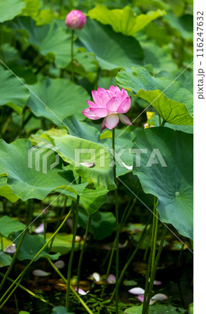 花 116247632