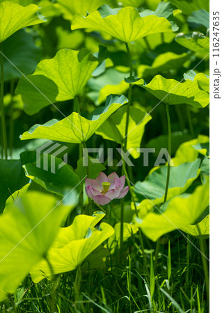 花 花 116247635