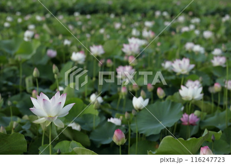 日本の蓮 日本の蓮 116247723