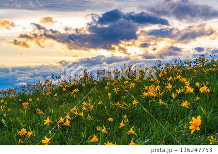 (長野県)ニッコウキスゲ咲く霧ヶ峰高原、夕陽に染まる (長野県)ニッコウキスゲ咲く霧ヶ峰高原、夕陽に染まる 116247753