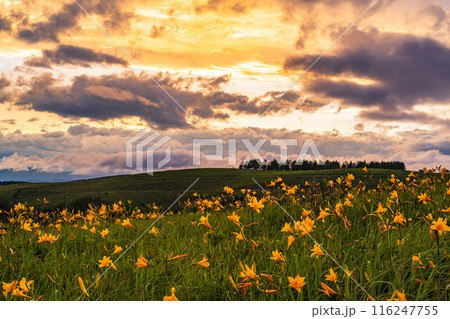 (長野県)ニッコウキスゲ咲く霧ヶ峰高原、夕陽に染まる (長野県)ニッコウキスゲ咲く霧ヶ峰高原、夕陽に染まる 116247755