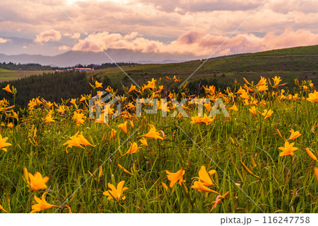 （長野県）ニッコウキスゲ咲く霧ヶ峰高原、夕陽に染まる 116247758