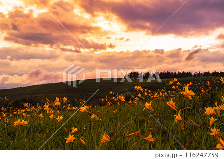 (長野県)ニッコウキスゲ咲く霧ヶ峰高原、夕陽に染まる (長野県)ニッコウキスゲ咲く霧ヶ峰高原、夕陽に染まる 116247759