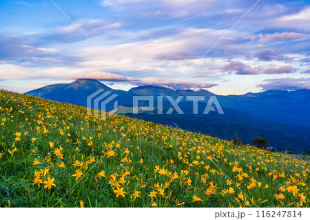 (長野県)ニッコウキスゲ咲く霧ヶ峰高原から蓼科・八ヶ岳方面を望む 夕景 (長野県)ニッコウキスゲ咲く霧ヶ峰高原から蓼科・八ヶ岳方面を望む 夕景 116247814