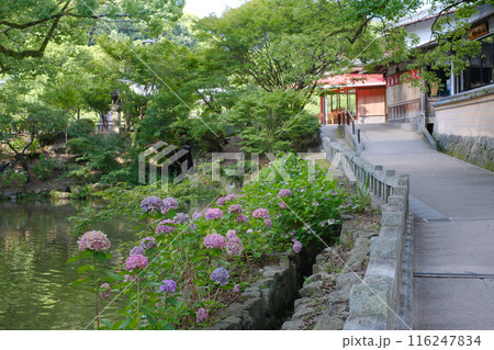 福岡 太宰府天満宮 紫陽花 福岡 太宰府天満宮 紫陽花 116247834