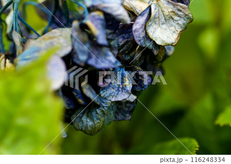 終の紫陽花 116248334