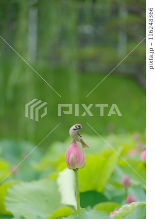蓮の花 スズメ 蓮の花 スズメ 116248366