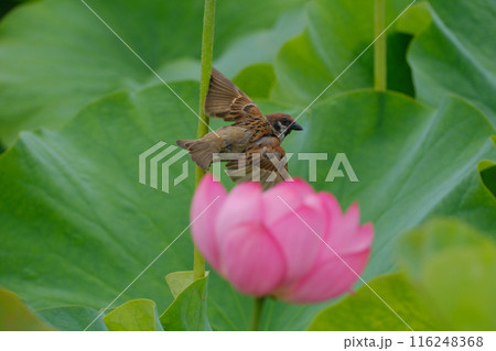 蓮の花　すずめ 116248368