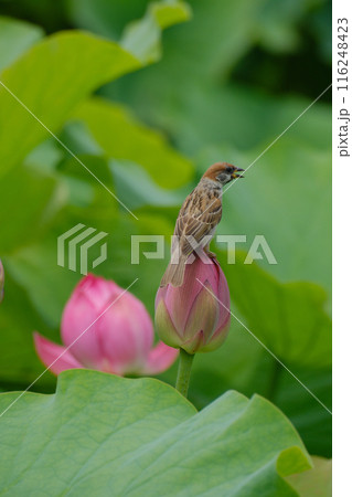 蓮の花 すずめ 蓮の花 すずめ 116248423