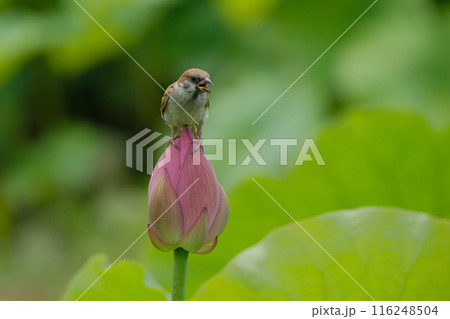 蓮の花 すずめ 蓮の花 すずめ 116248504