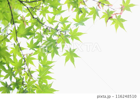 新緑のカエデ 【白背景】 【空背景】 新緑のカエデ 【白背景】 【空背景】 116248510