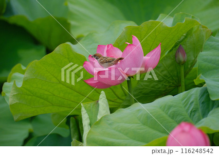 蓮池の雀 蓮の花 すずめ 蓮池の雀 蓮の花 すずめ 116248542