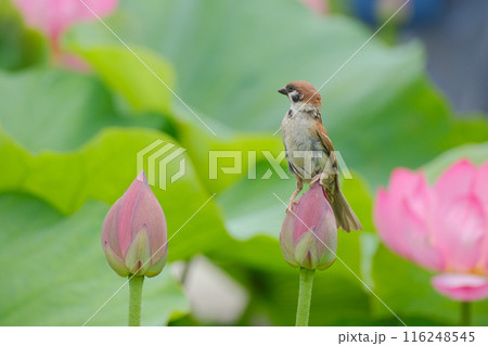 蓮池の雀　蓮の花　すずめ 116248545
