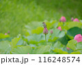 蓮の花と雀 116248574