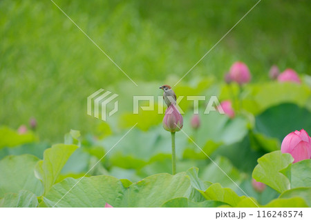 蓮の花と雀 蓮の花と雀 116248574