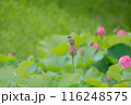 蓮の花と雀 116248575