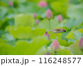 蓮の花と雀 116248577