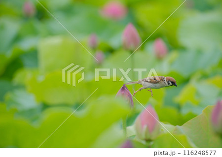 蓮の花と雀 116248577