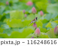 蓮の花　すずめ 116248616