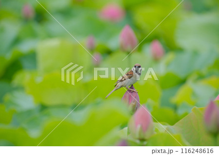 蓮の花 すずめ 蓮の花 すずめ 116248616