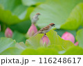 蓮の花　すずめ 116248617