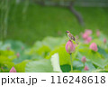 蓮の花　すずめ 116248618