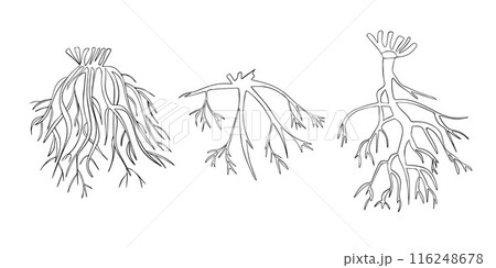 Vector isolated illustration of types of tree root systems. Vector isolated illustration of types of tree root systems. 116248678