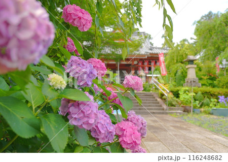 勝利寺の境内に咲く満開の紫陽花 116248682