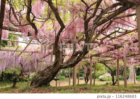 藤棚のあるお寺 116248683