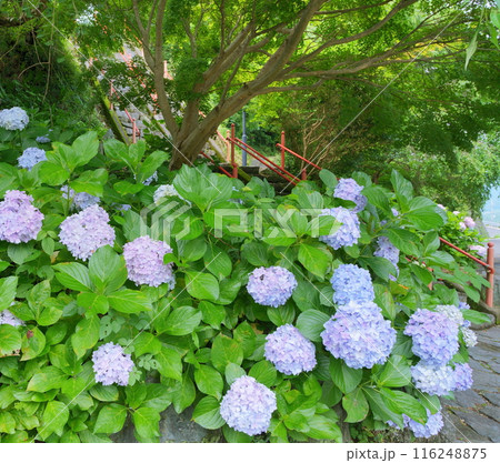 満開の青い紫陽花と寺社の階段 満開の青い紫陽花と寺社の階段 116248875