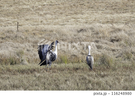 ホオカザリヅルの羽ばたき 116248980