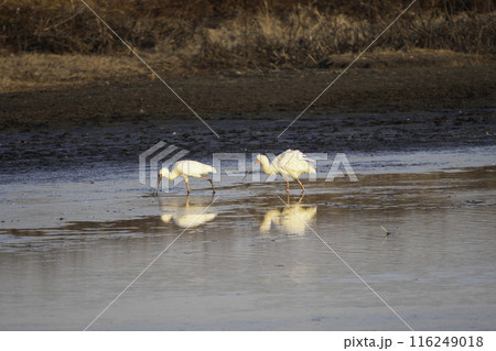 アフリカヘラサギの番いの採餌 116249018