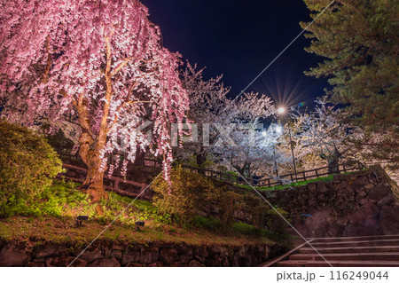 日本さくら名所100選　青森　弘前公園　夜桜ライトアップ 116249044