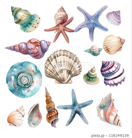 Set of watercolor seashells isolated on white background. Vector illustration. 116249139